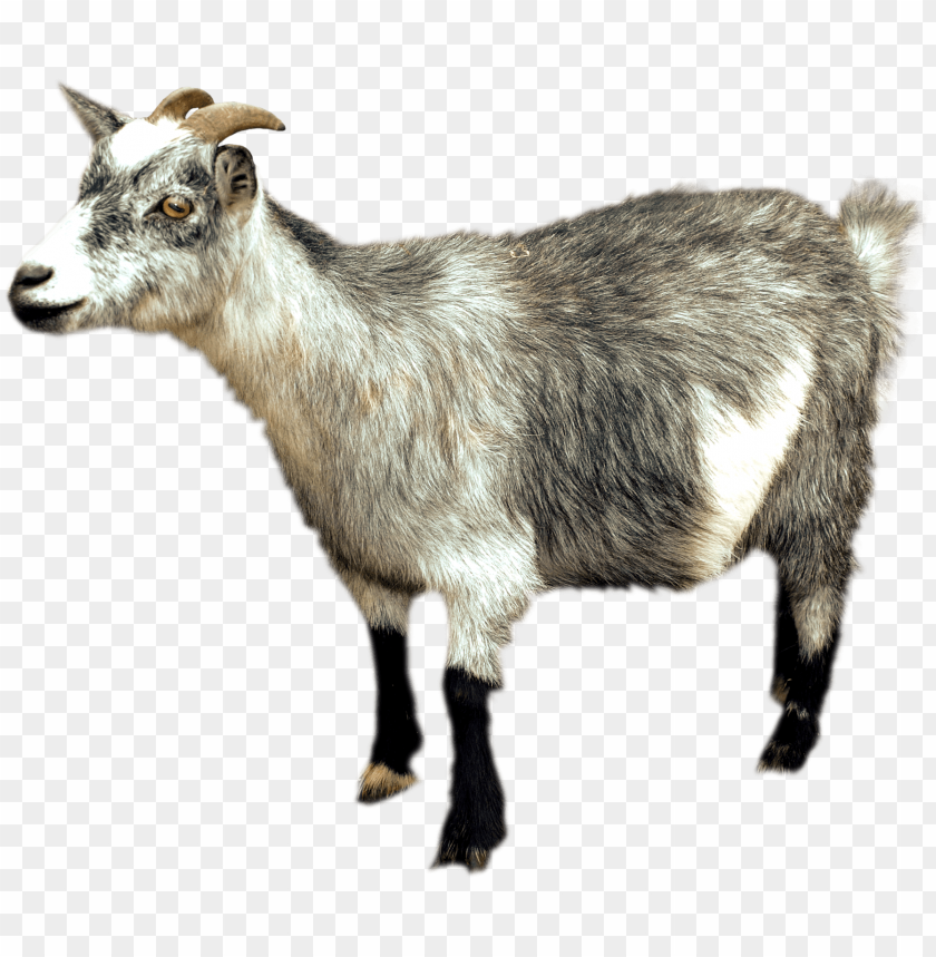 goat png, png,goat