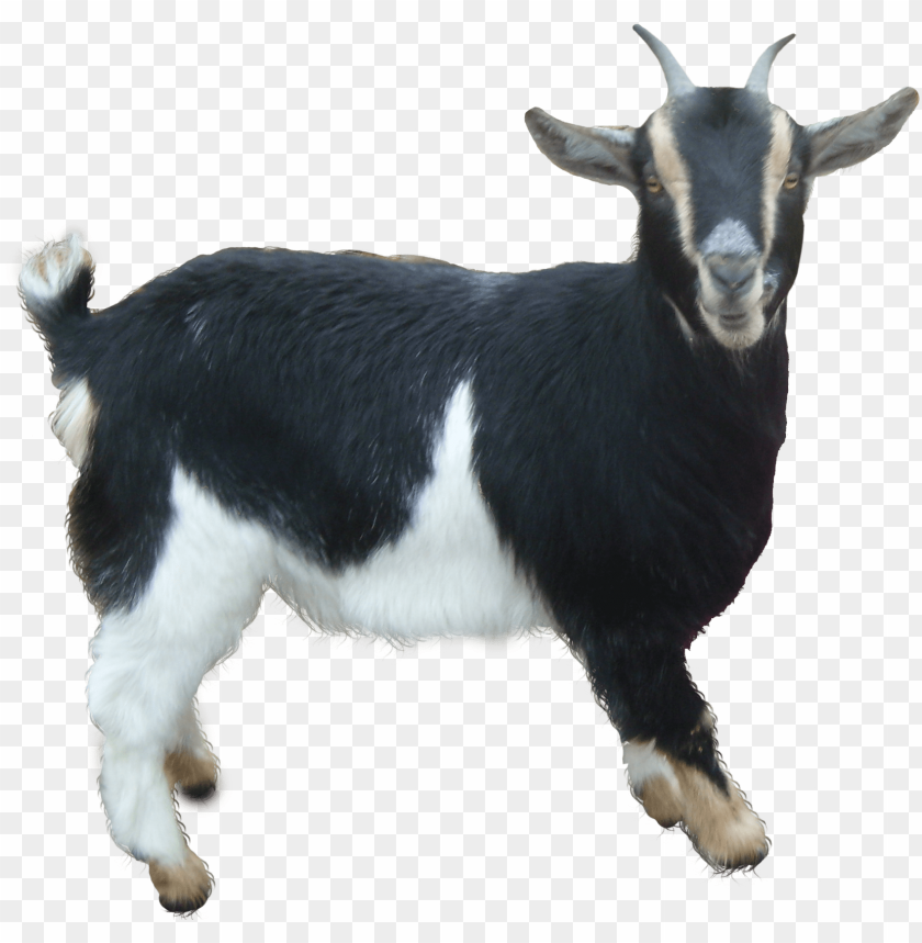 goat png, png,goat