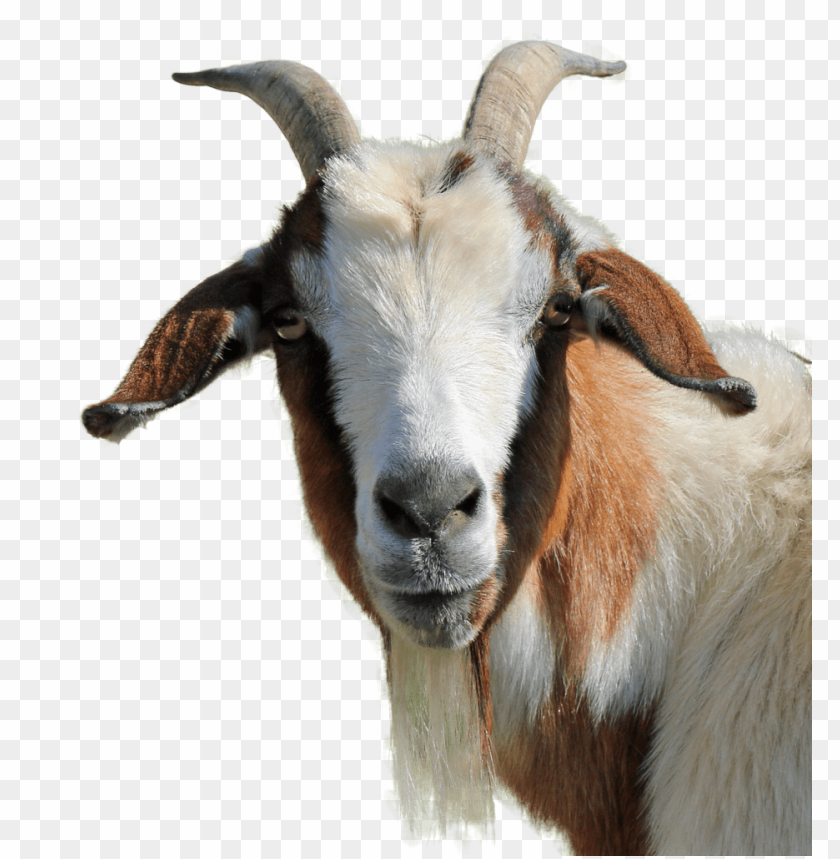 goat png, png,goat