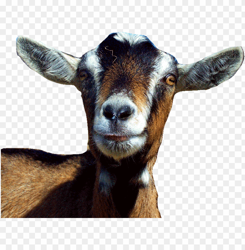 goat png, png,goat