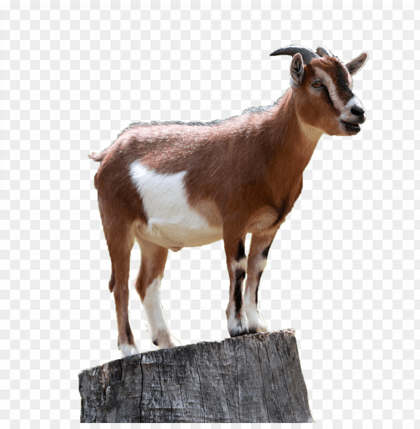 goat png, png,goat