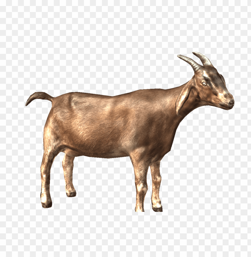 goat png, png,goat