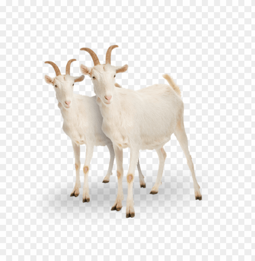 goat png, png,goat