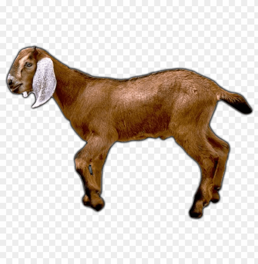 goat png, png,goat