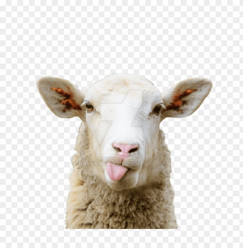 sheep, livestock, farm animal, wool, grazing, domestic animal, rural lifestyle