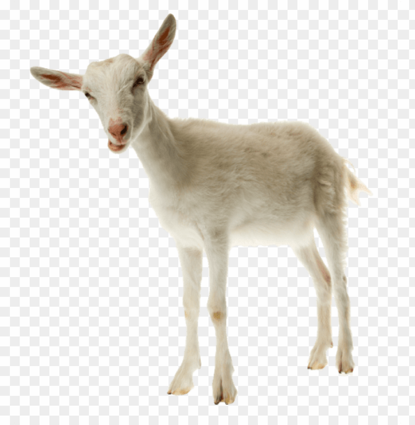 goat, white goat, young goat, animal, farm animal, livestock, nature