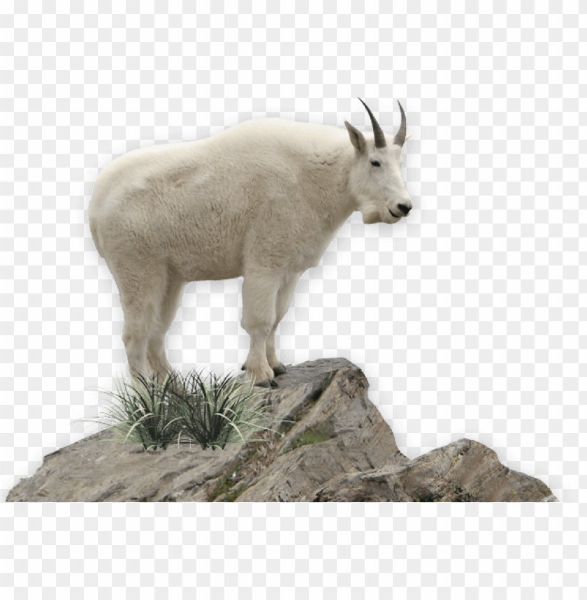 mountain goat, white goat, rocky terrain, wildlife, nature, herbivore, grass