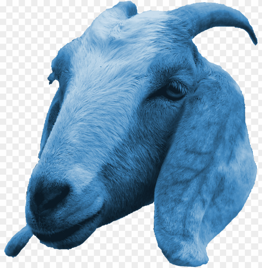 goat, animal, livestock, farm, pet, blue goat, domestic animal