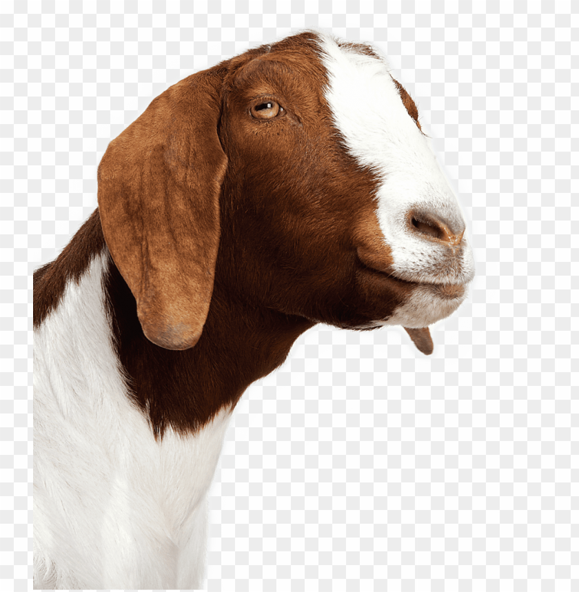 goat, livestock, animals, farm, brown and white, domestic animal, petting zoo