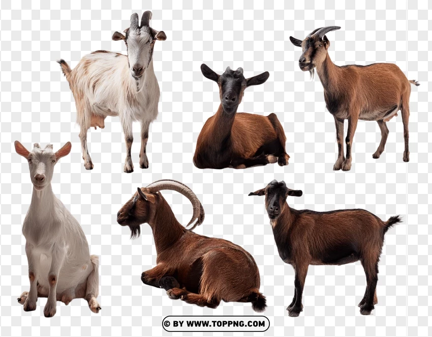 Set Of Goats In Mixed Natural Wildlife Poses PNG Transparent Background