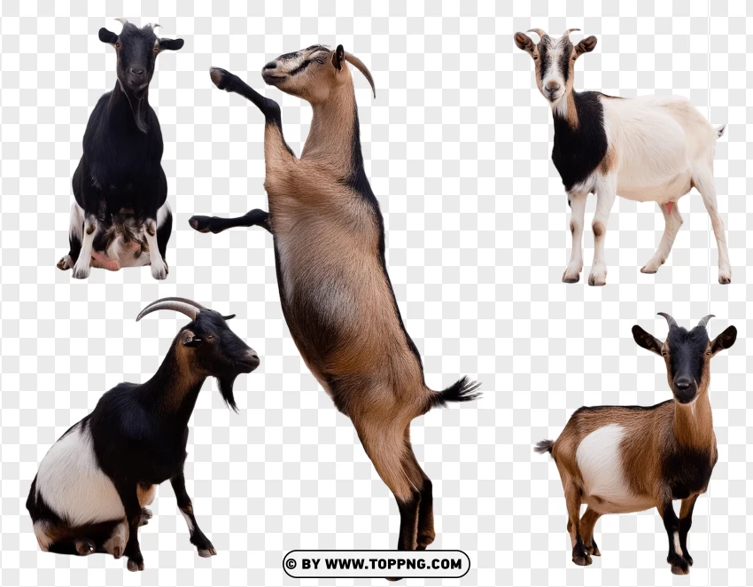 Set Of Goats In Upright And Sitting Wildlife Poses PNG Transparent Background