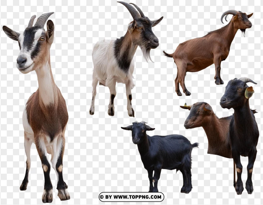 Single Goat Standing Upright In Wildlife Pose PNG Transparent Background