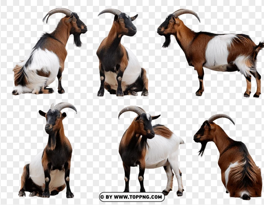 Set Of Goats In Various Natural Wildlife Poses PNG Transparent Background