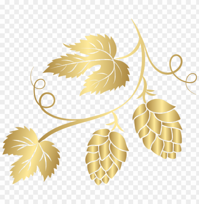 gold hop transparent