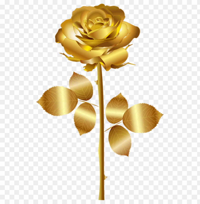 gold rose