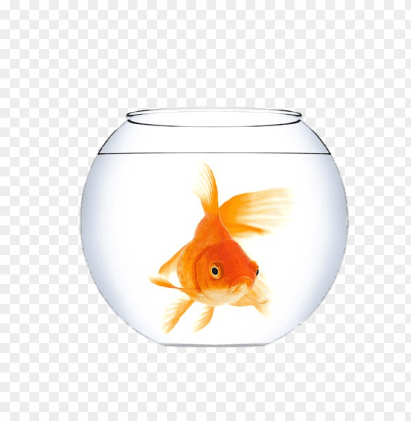 animals, goldfish, goldfish in a fish bowl, 