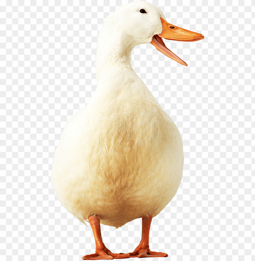 A playful white duck standing and quacking cheerfully PNG