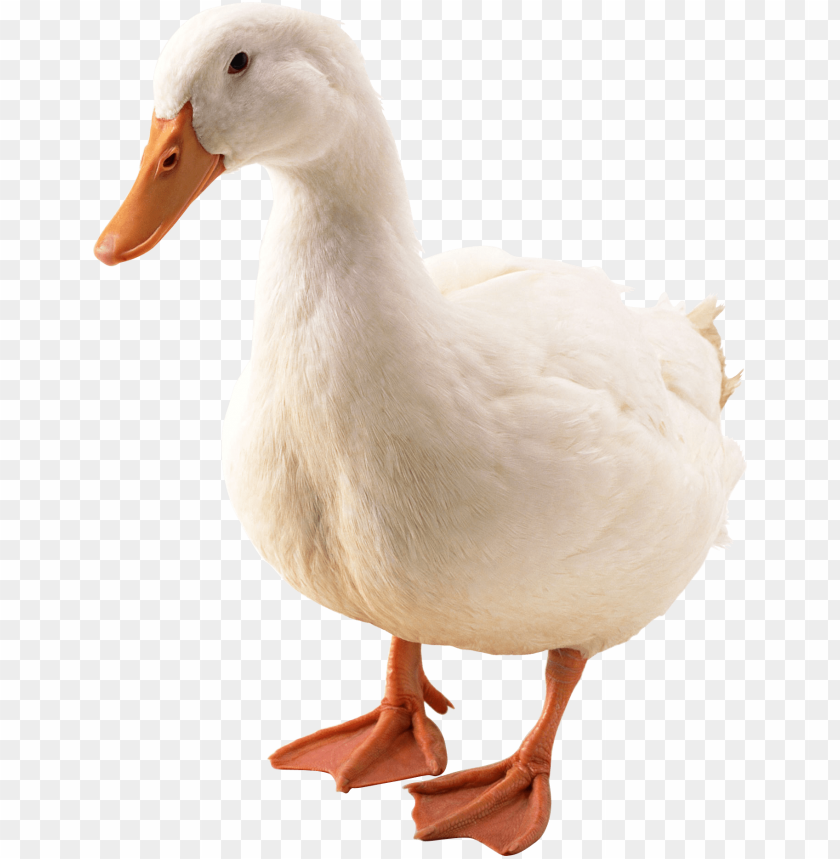 A standing white duck with orange feet and beak PNG