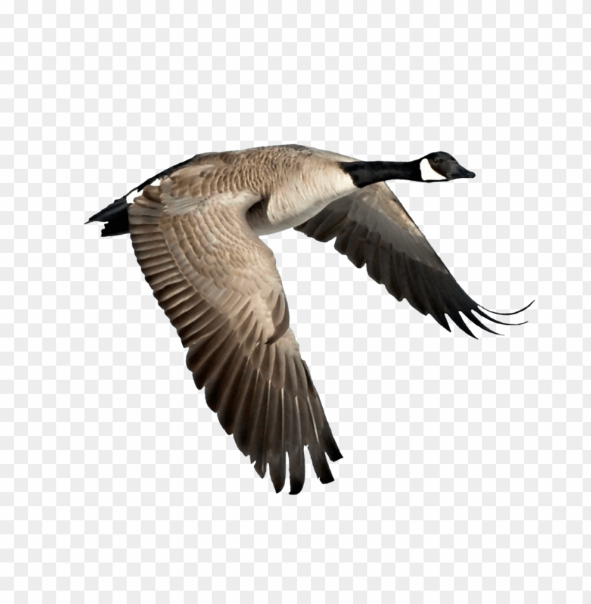 A flying goose with extended wings against a transparent background PNG