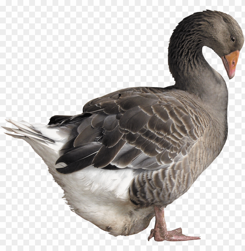 A side view of a standing gray goose with detailed feathers PNG