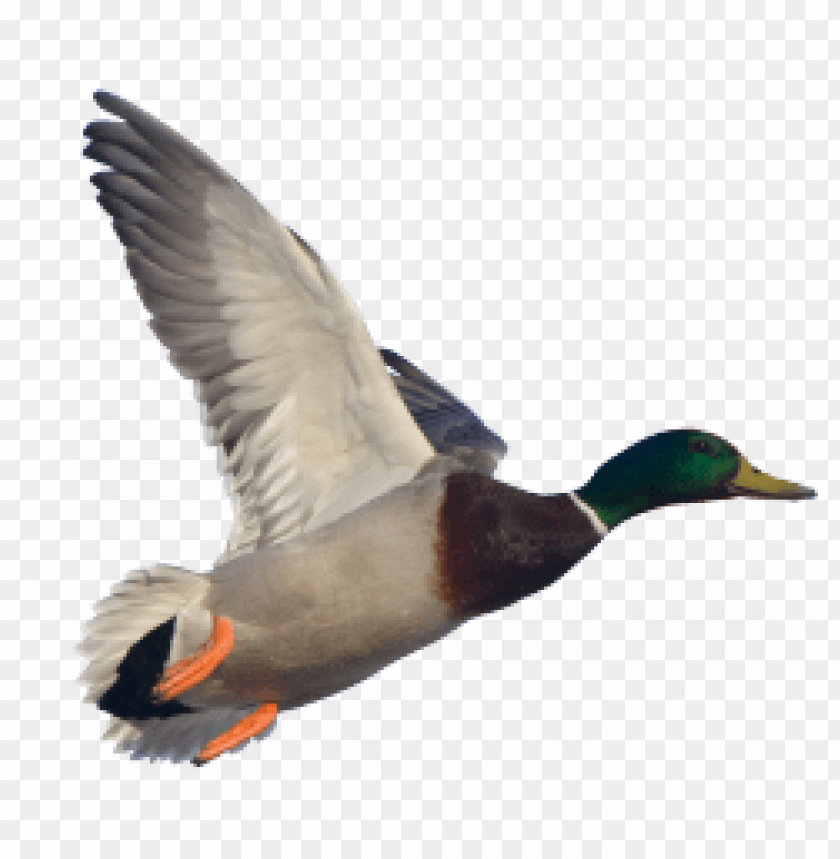 A flying mallard duck with vibrant green head and orange markings PNG