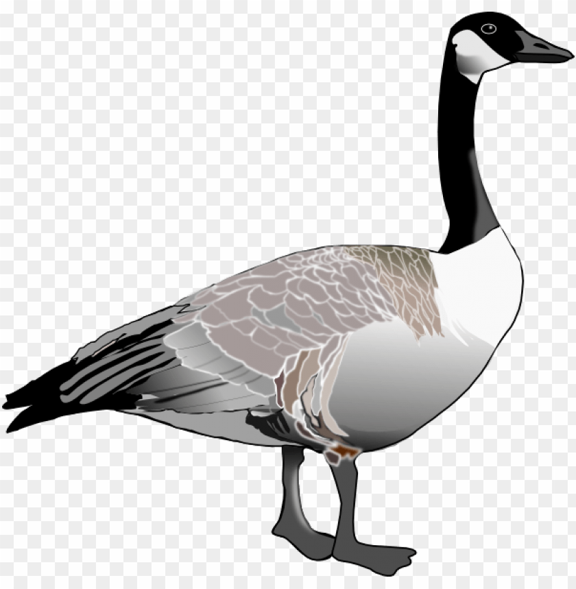 Illustration of a standing goose with detailed feathers PNG