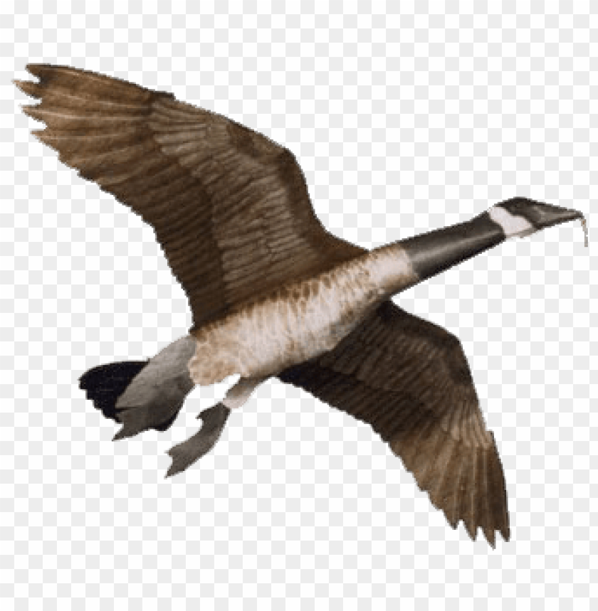 Flying bird with outstretched wings, displaying detailed feathers PNG