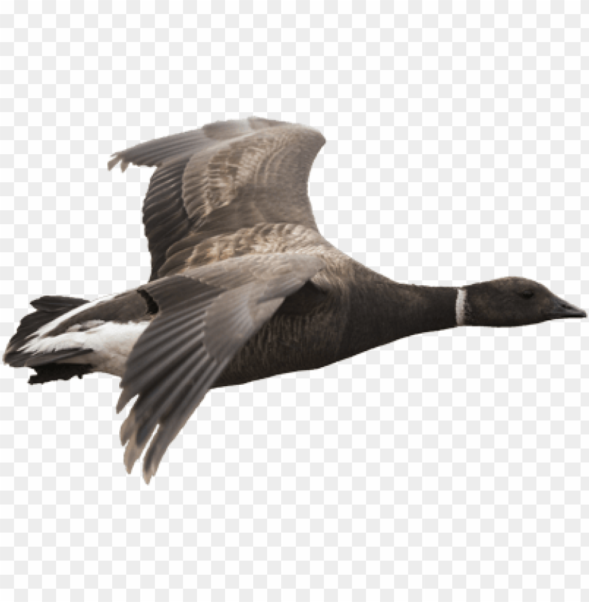 A flying goose with outstretched wings against a transparent background PNG