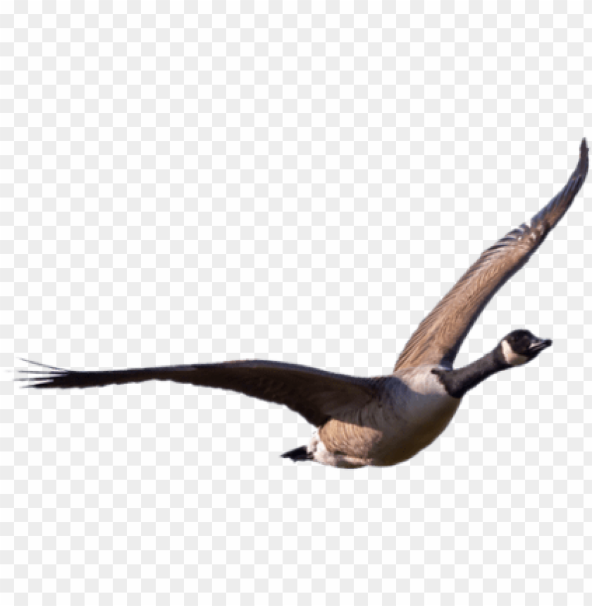 A flying bird with outstretched wings against a transparent background PNG