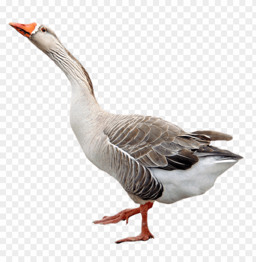 A standing goose with a long neck and gray feathers PNG