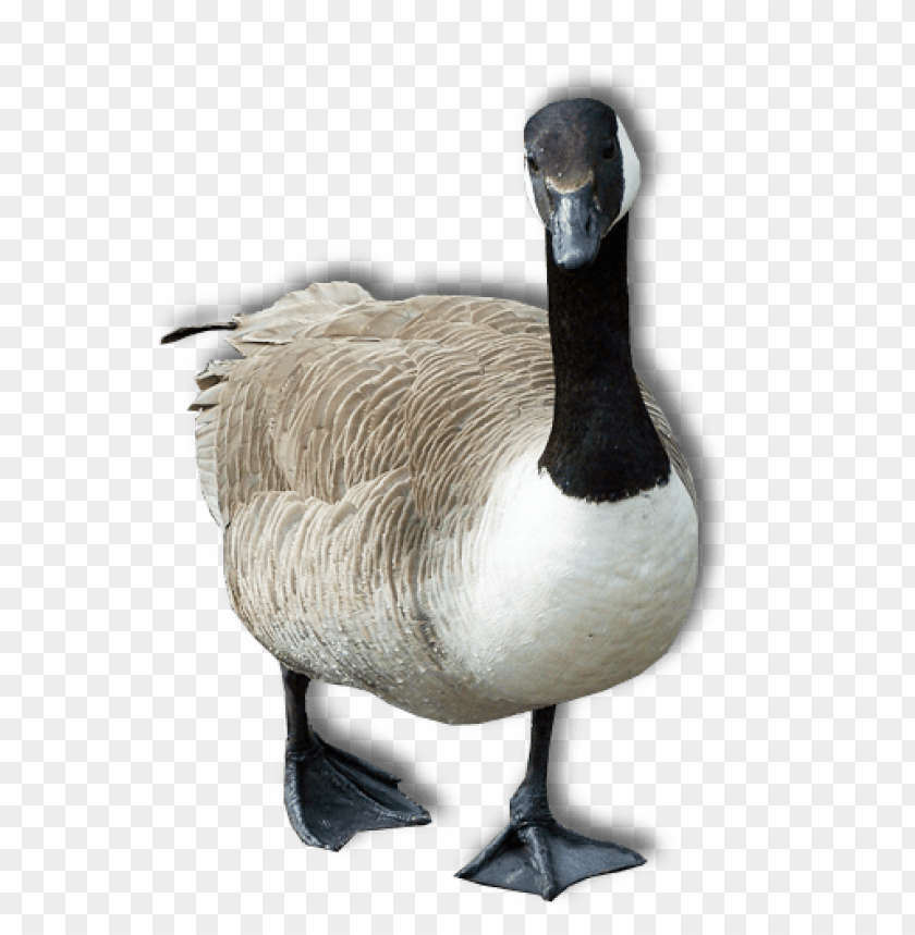 A standing goose with a brown and white body and a black neck PNG