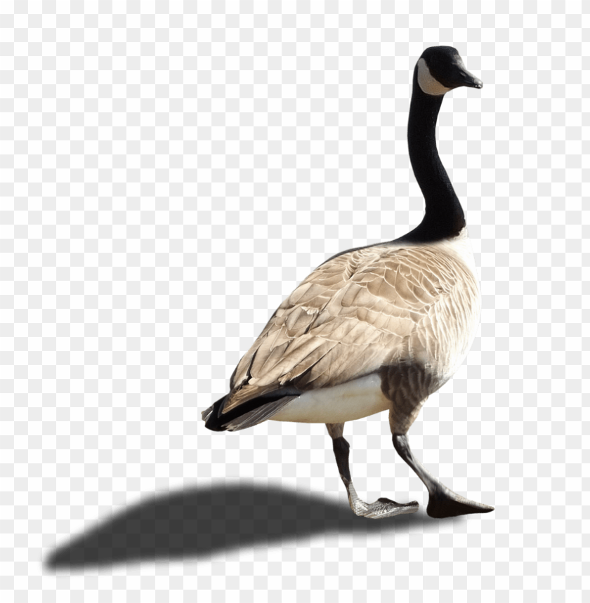 A walking goose with a black neck and tan body on a transparent background PNG