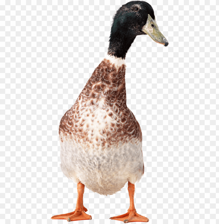 Brown and white domestic duck standing upright on a transparent background PNG