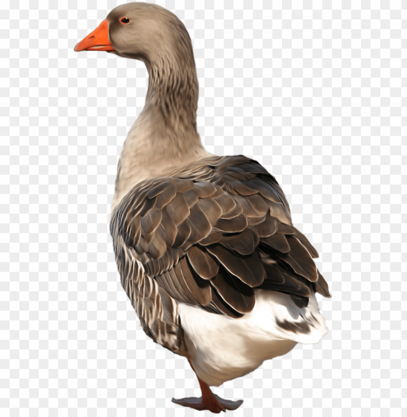 Side view of a gray goose with orange beak and feathers PNG