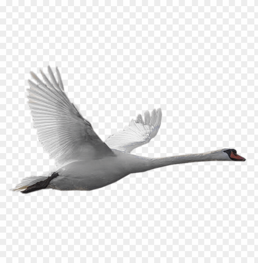 A graceful swan in flight, showcasing its elegant wings and long neck PNG