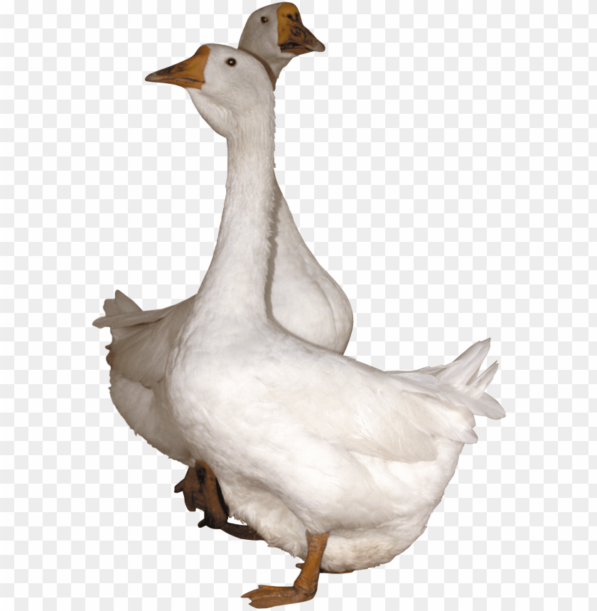 goose,animals