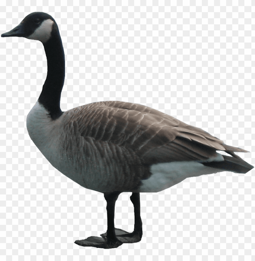 goose,animals