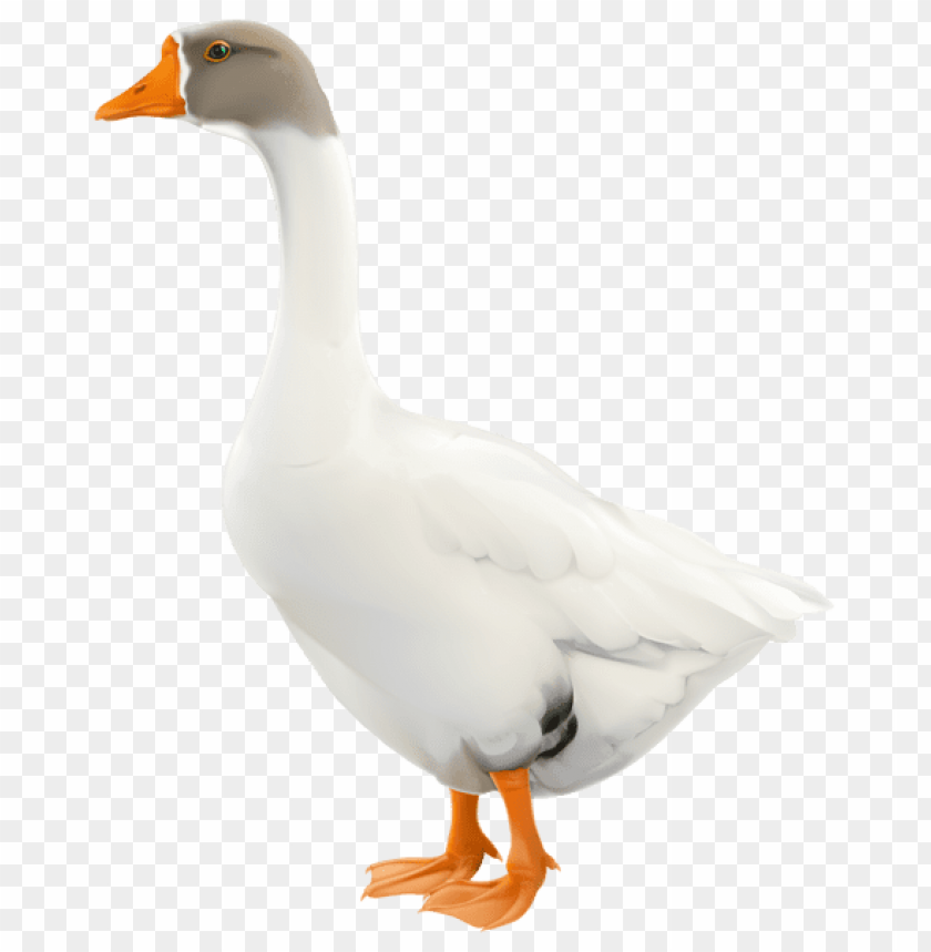 birds png ,bird