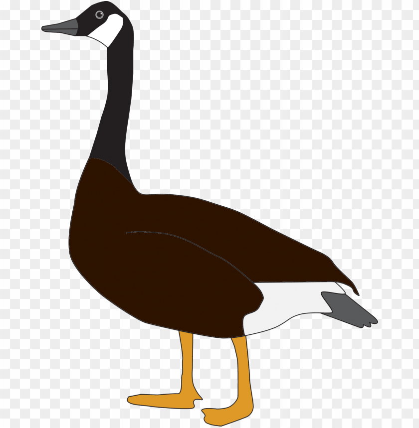 goose,animals