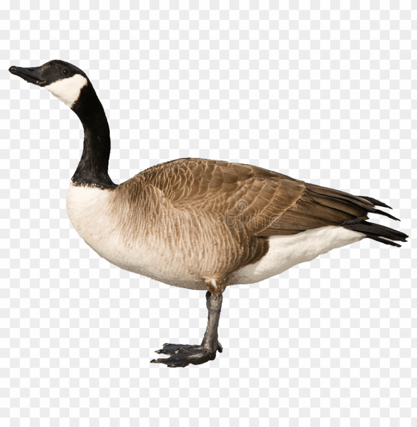 goose,animals