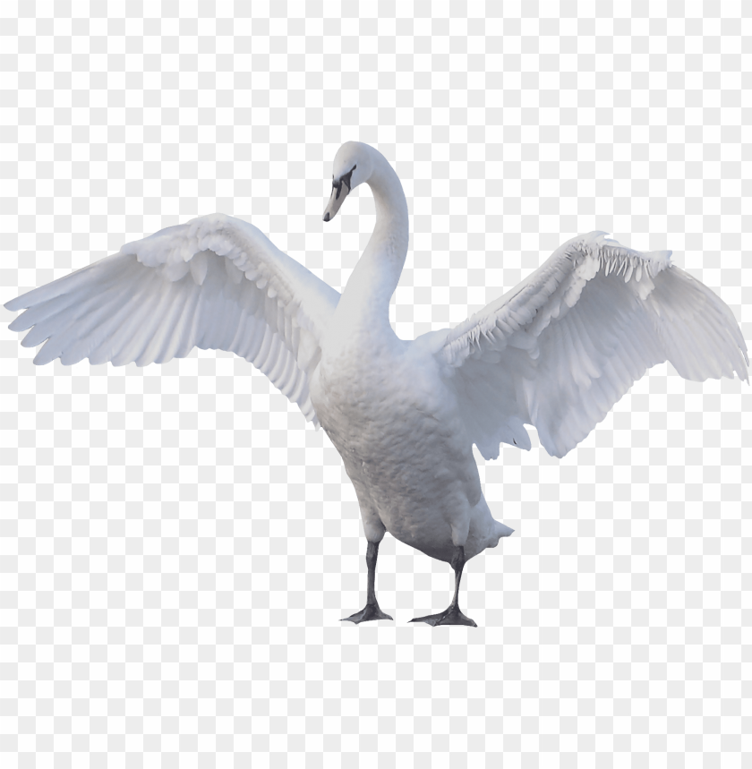 goose,animals