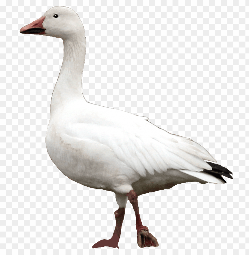 goose,animals