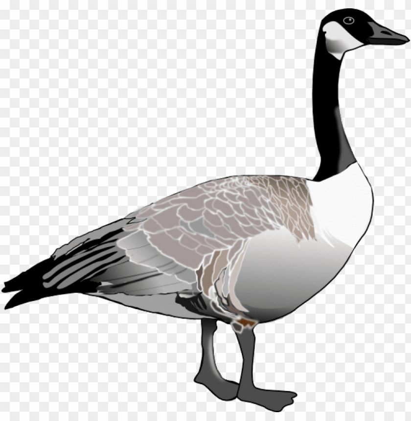 goose,animals