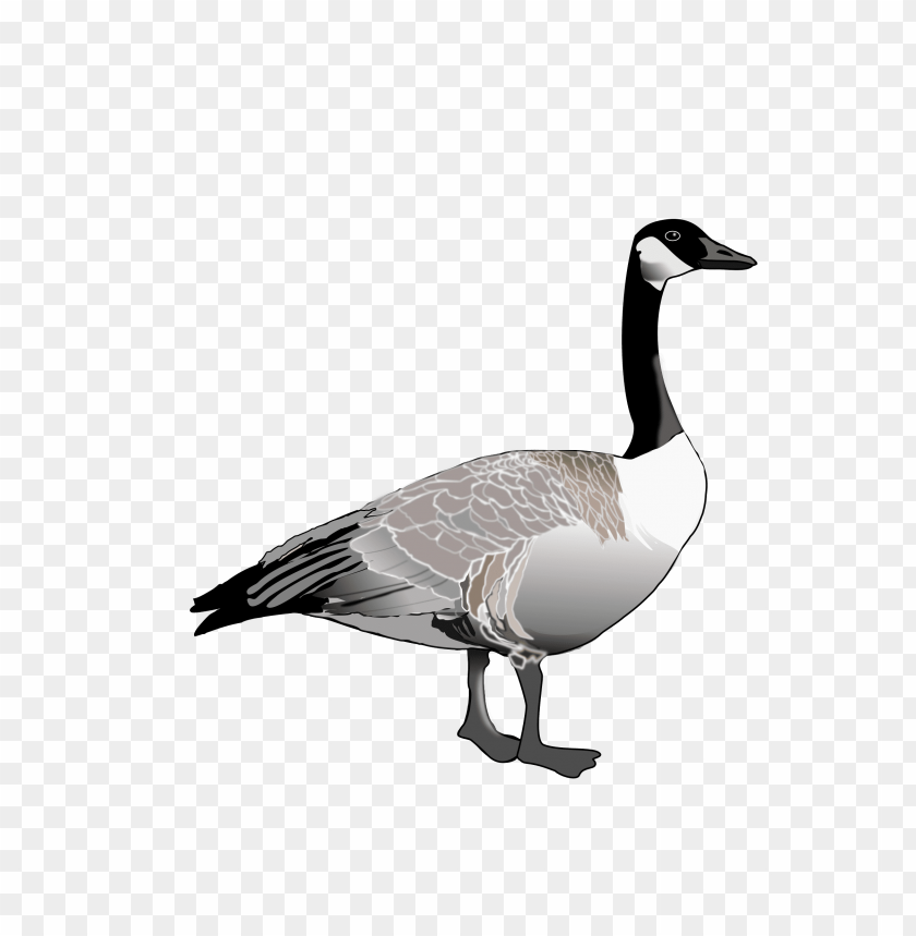 goose,animals