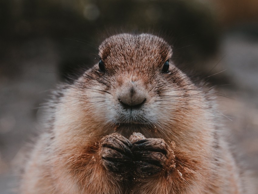 gopher, food, fluffy, animal, cute