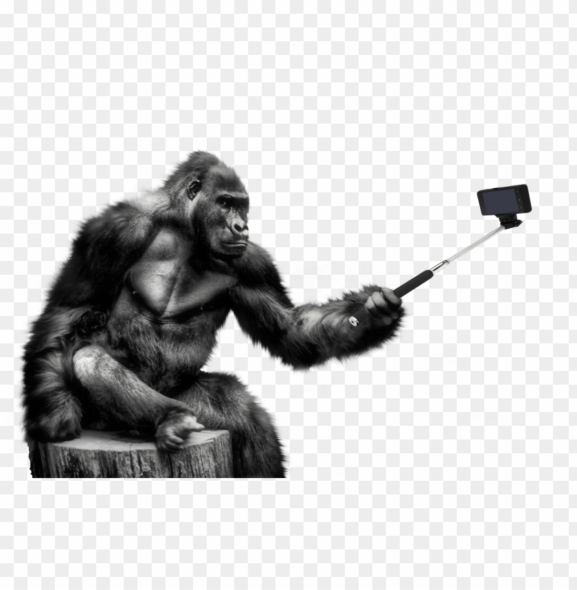 A gorilla taking a selfie with a smartphone on a stick PNG