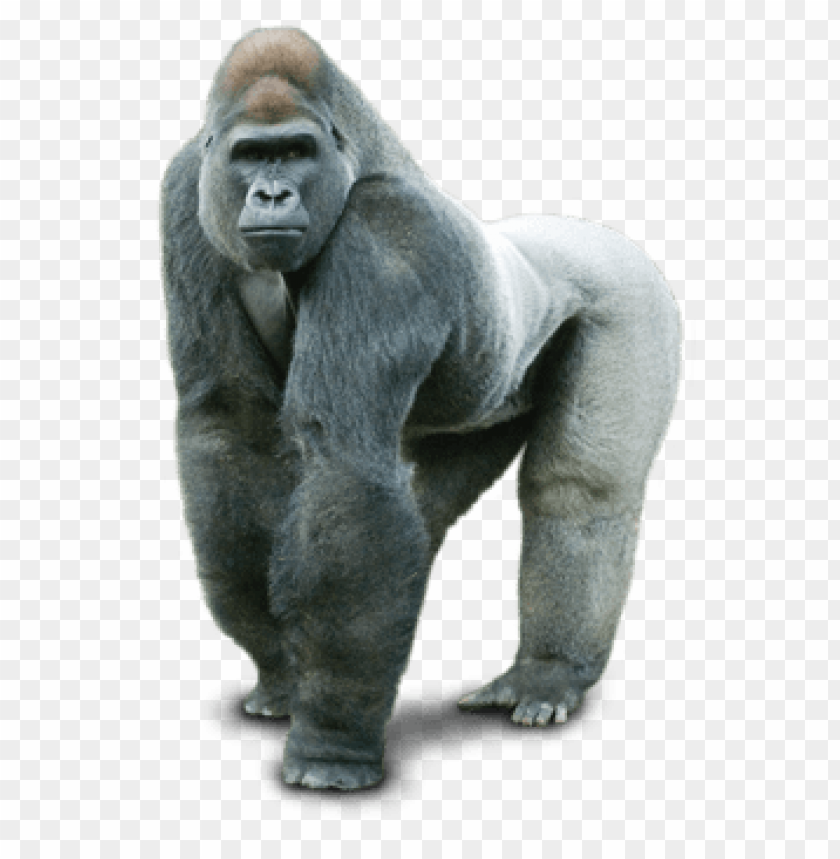 gorilla png,gorilla,gorilla transparent background,gorilla file png,gorilla clipart,gorilla png images,gorilla png clipart