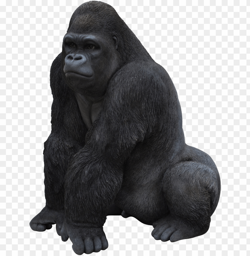 Realistic sitting gorilla with detailed fur and neutral expressio PNG