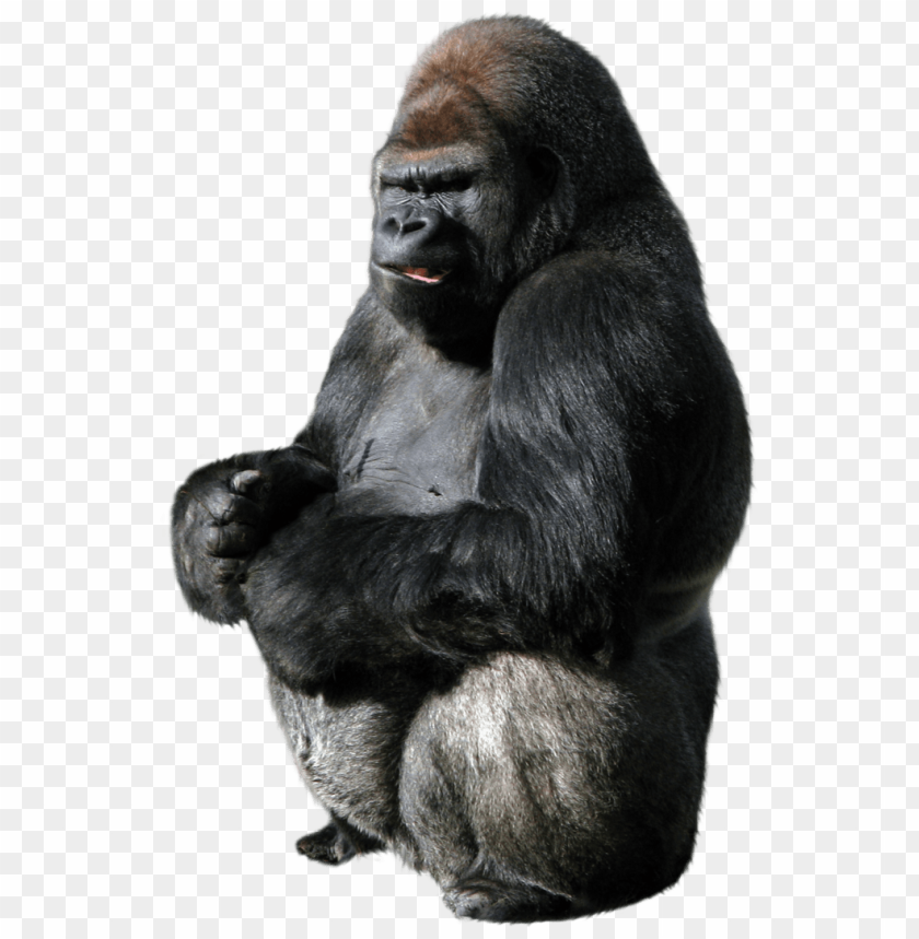 A majestic gorilla sitting calmly in a natural pose PNG