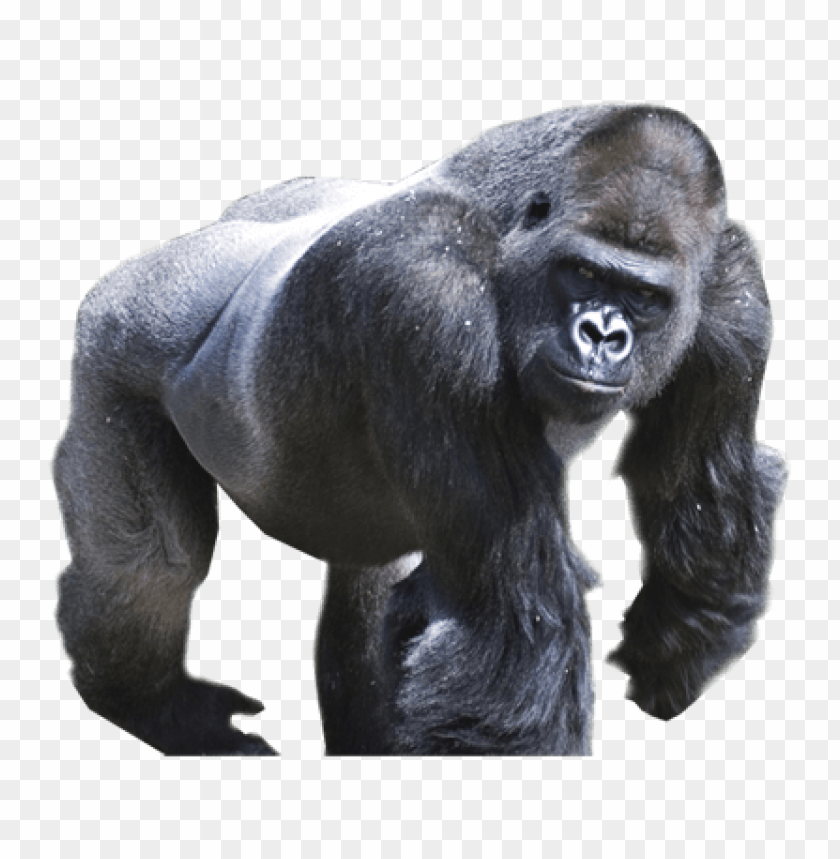 Majestic gorilla standing on all fours against a transparent background PNG